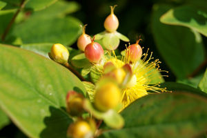 Obraz Hypericum